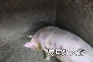 母猪急性猪丹毒怎么治效果快?