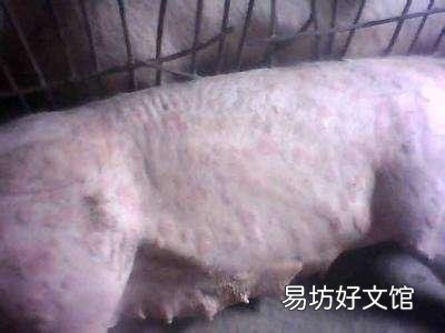 母猪急性猪丹毒怎么治效果快?