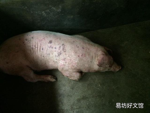 母猪急性猪丹毒怎么治效果快?