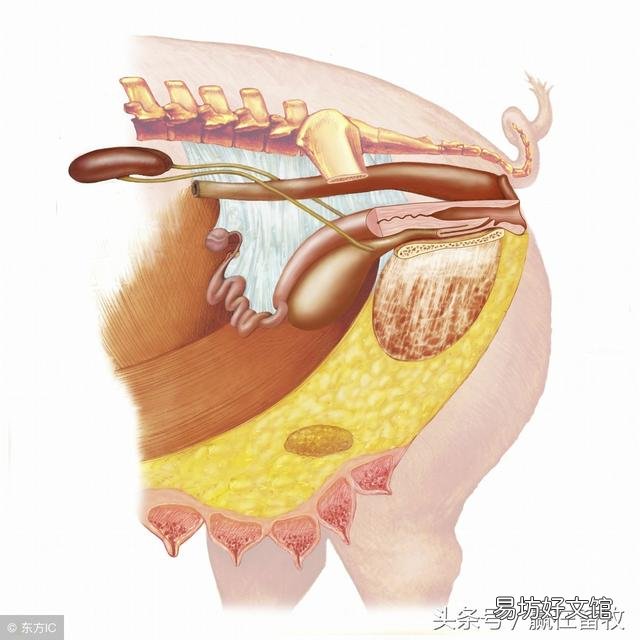 母猪子宫炎能治好吗?