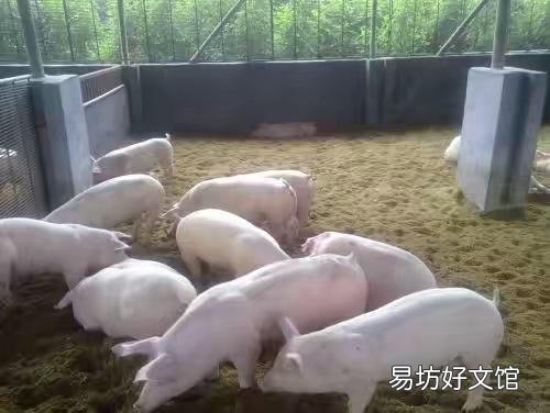 秋季养猪,如何做好猪舍内环境的控制?
