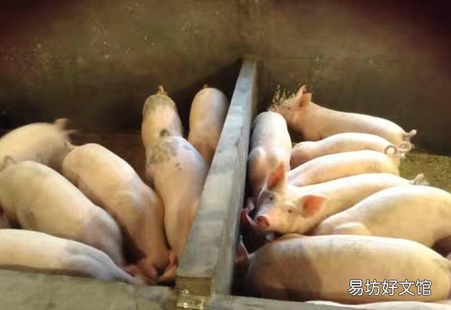 秋季养猪,如何做好猪舍内环境的控制?
