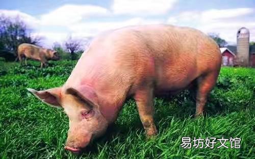 秋季养猪,如何做好猪舍内环境的控制?