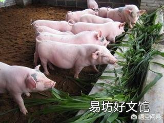 今年养殖什么好?