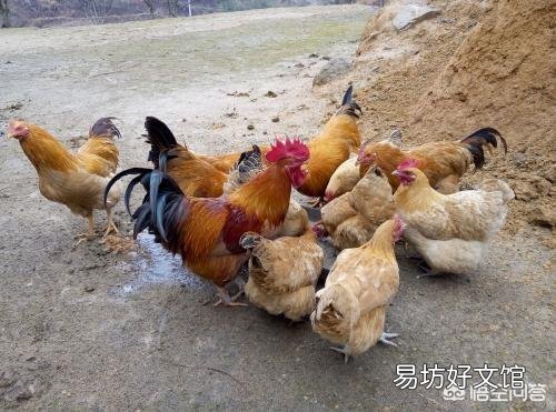 今年养殖什么好?