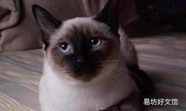 让猫自愿洗澡小妙招(怎么让猫自愿洗澡)