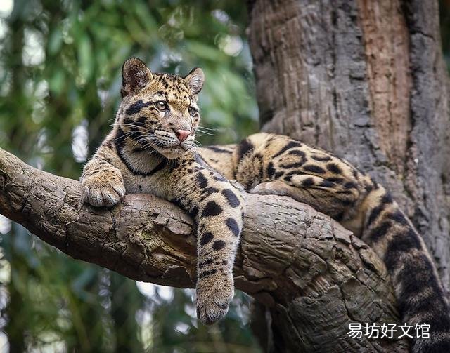 长尾虎猫(长尾虎猫图片)