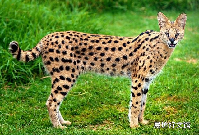 长尾虎猫(长尾虎猫图片)