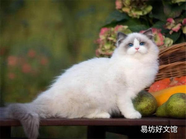 什么猫粘人(什么猫粘人懂事听话)