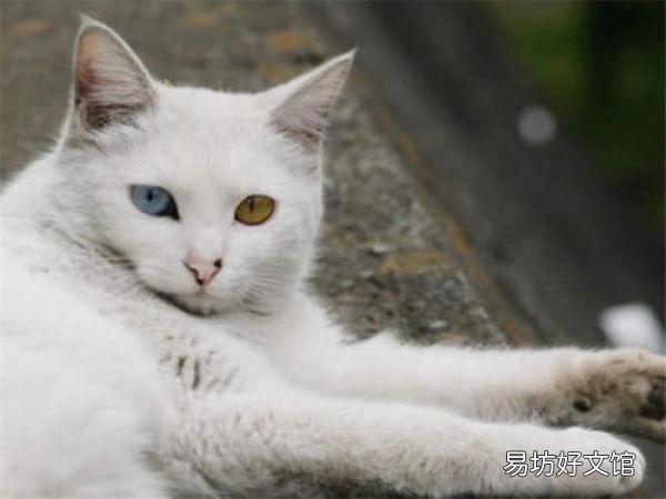 什么猫粘人(什么猫粘人懂事听话)