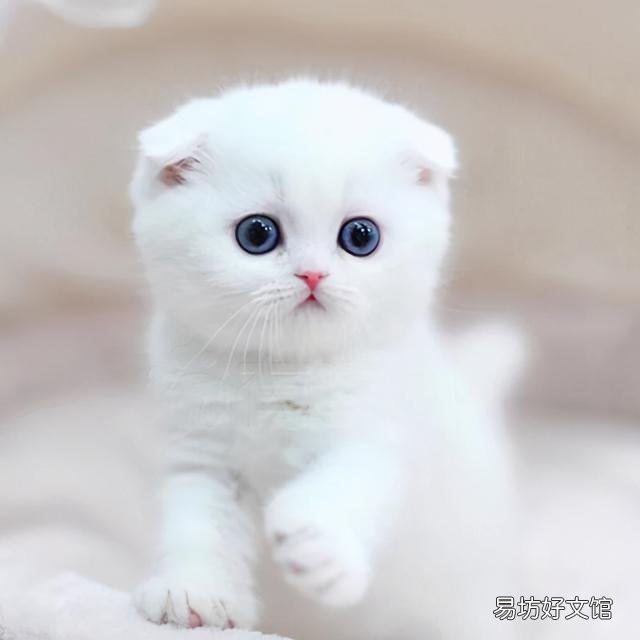 什么猫最可爱(什么猫最可爱最萌)