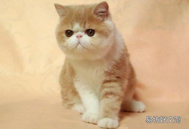 什么猫最可爱(什么猫最可爱最萌)