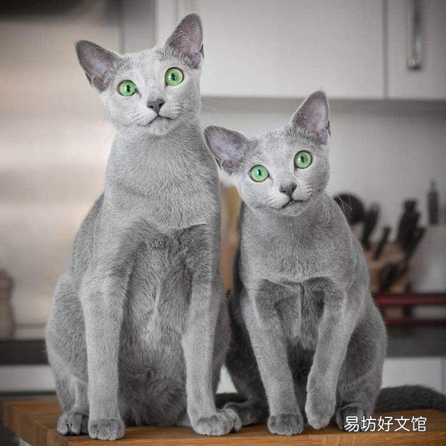 什么猫最可爱(什么猫最可爱最萌)