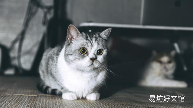 猫只吃猫粮可以吗(宠物猫只吃猫粮可以吗)