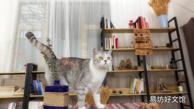 猫只吃猫粮可以吗(宠物猫只吃猫粮可以吗)