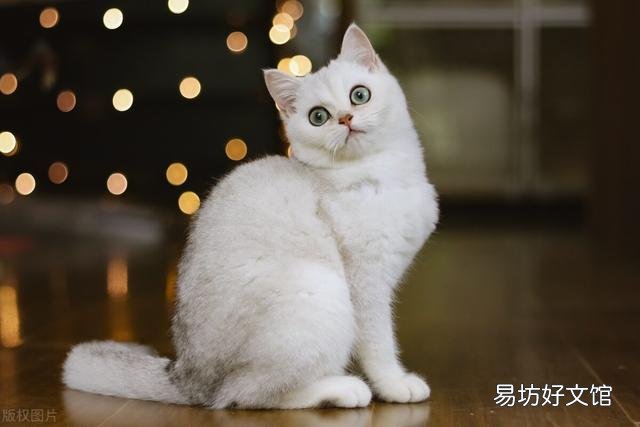 猫只吃猫粮可以吗(宠物猫只吃猫粮可以吗)