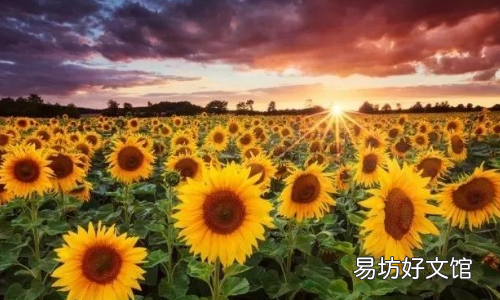 斗志昂扬的意思是什么
