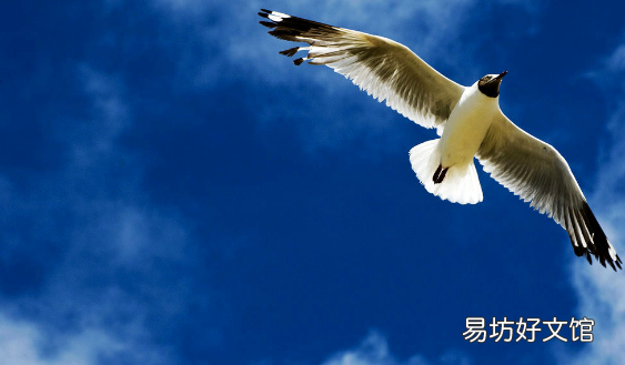 扶摇直上的意思是什么
