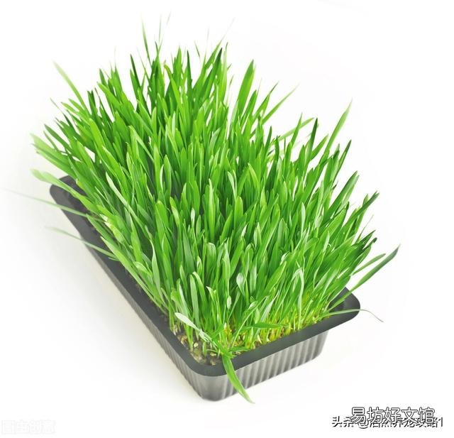 猫草是什么植物的种子(猫草都是什么种子)