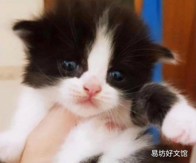 奶牛猫是什么品种(黑白奶牛猫是什么品种)