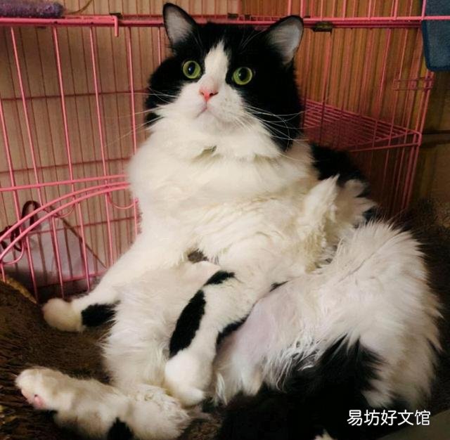 奶牛猫是什么品种(黑白奶牛猫是什么品种)