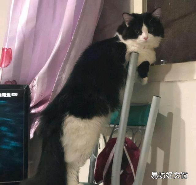 奶牛猫是什么品种(黑白奶牛猫是什么品种)