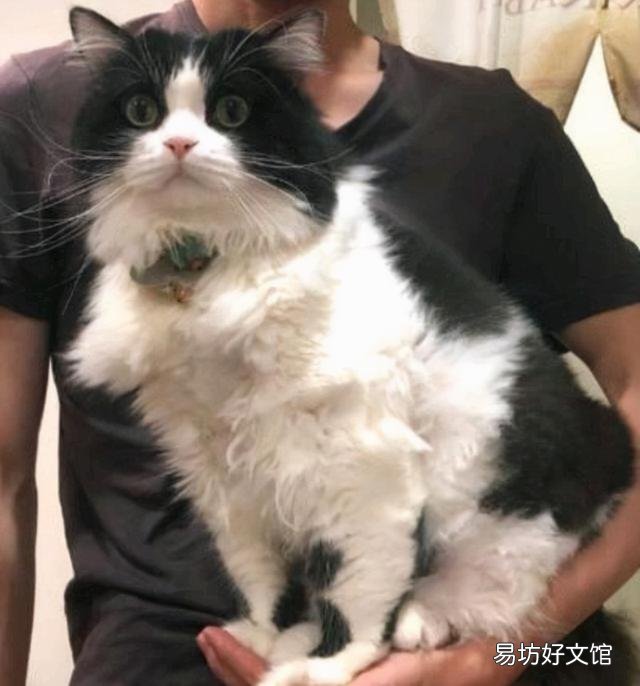 奶牛猫是什么品种(黑白奶牛猫是什么品种)