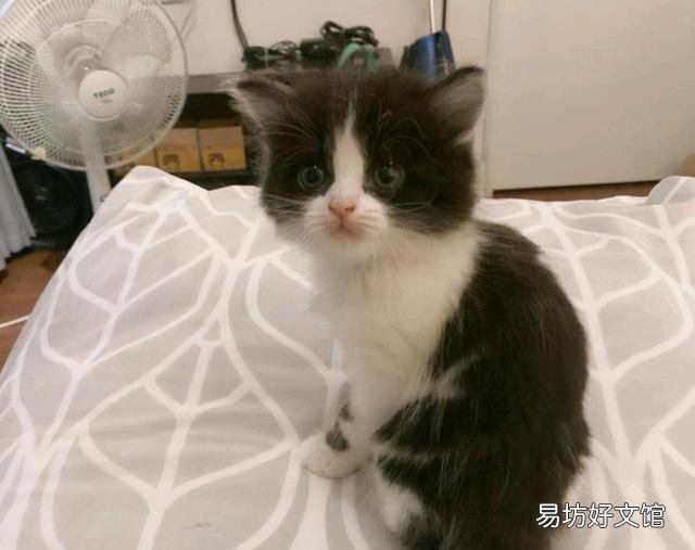 奶牛猫是什么品种(黑白奶牛猫是什么品种)