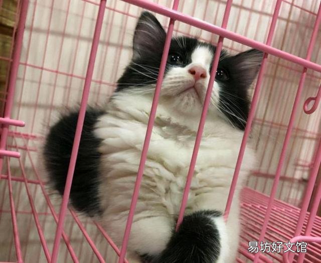 奶牛猫是什么品种(黑白奶牛猫是什么品种)
