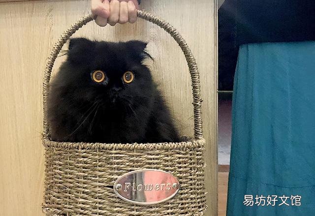 黑猫品种(黑猫品种名称及图片)