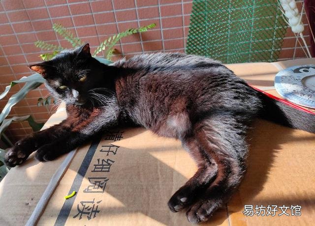 黑猫品种(黑猫品种名称及图片)
