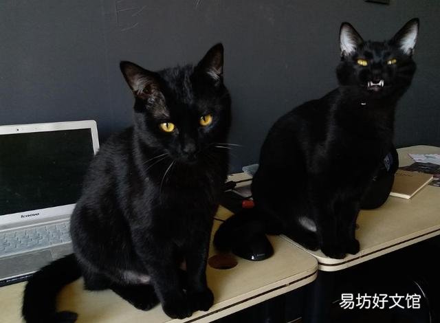 黑猫品种(黑猫品种名称及图片)