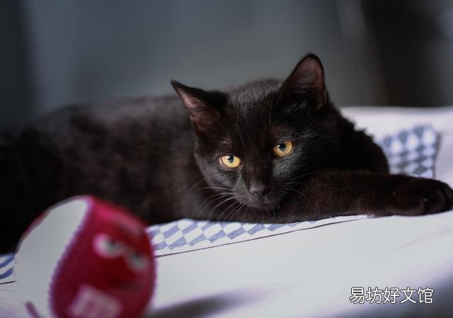 黑猫品种(黑猫品种名称及图片)