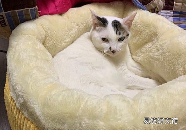 猫咪绝育后还会发情叫嘛(猫咪绝育后还会发情不)