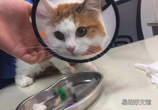 猫咪绝育后还会发情叫嘛(猫咪绝育后还会发情不)