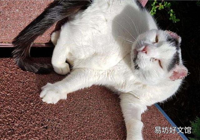 猫咪绝育后还会发情叫嘛(猫咪绝育后还会发情不)