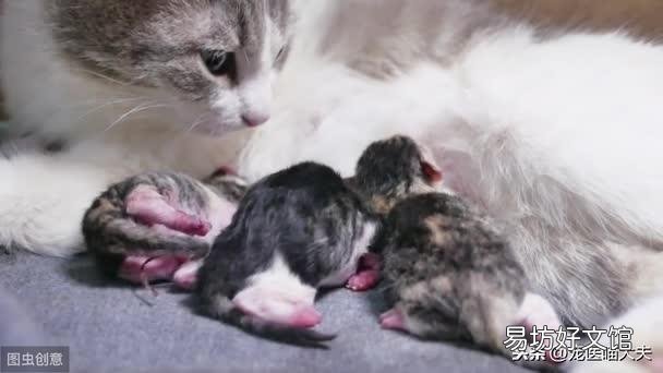怎么判断母猫羊水已破(怎么判断母猫羊水破了)