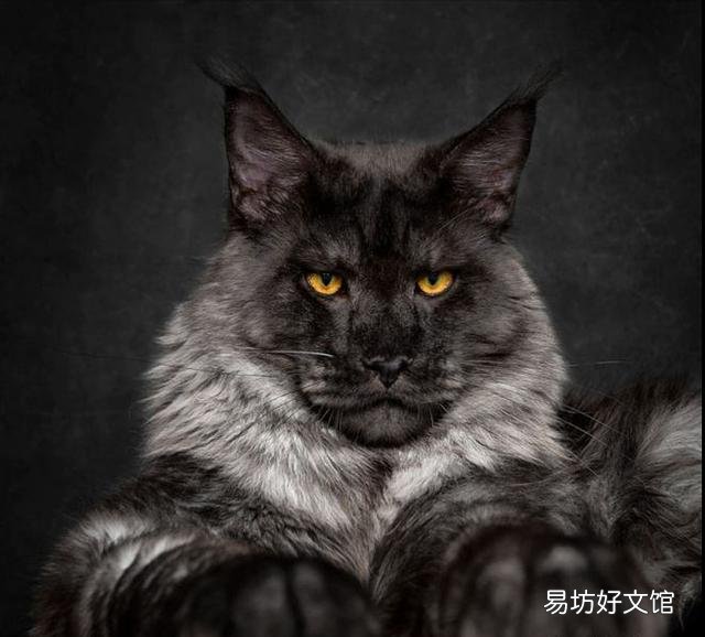 缅因猫价格(缅因猫价格多少钱一只)
