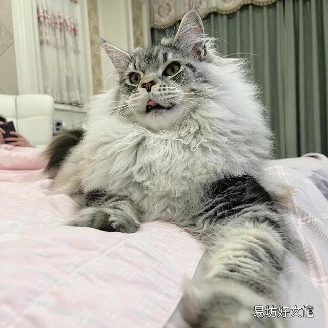缅因猫价格(缅因猫价格多少钱一只)