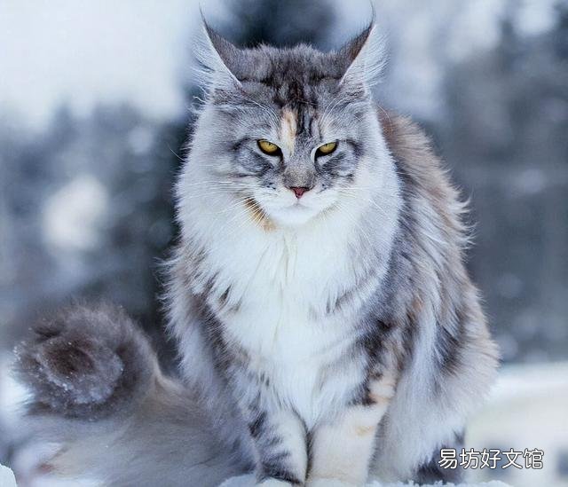缅因猫价格(缅因猫价格多少钱一只)
