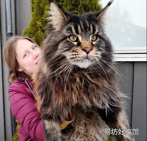 缅因猫价格(缅因猫价格多少钱一只)