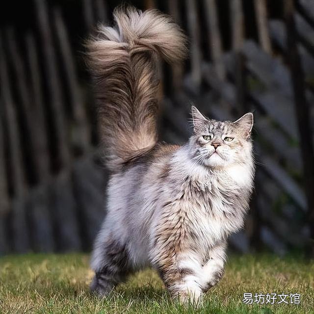 缅因猫价格(缅因猫价格多少钱一只)