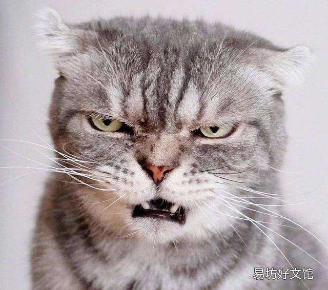 猫得狂犬病的症状(猫得狂犬病能活多久)