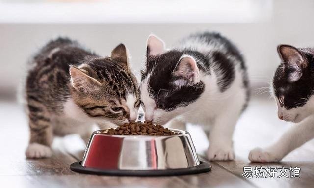 猫得狂犬病的症状(猫得狂犬病能活多久)