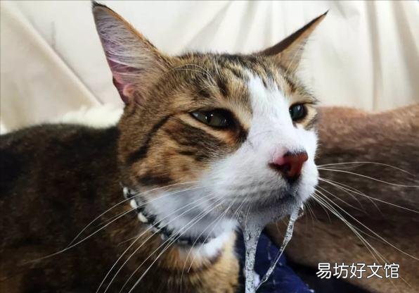 猫得狂犬病的症状(猫得狂犬病能活多久)