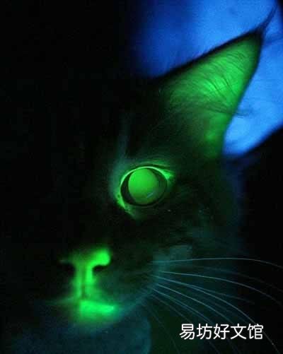 猫得狂犬病的症状(猫得狂犬病能活多久)