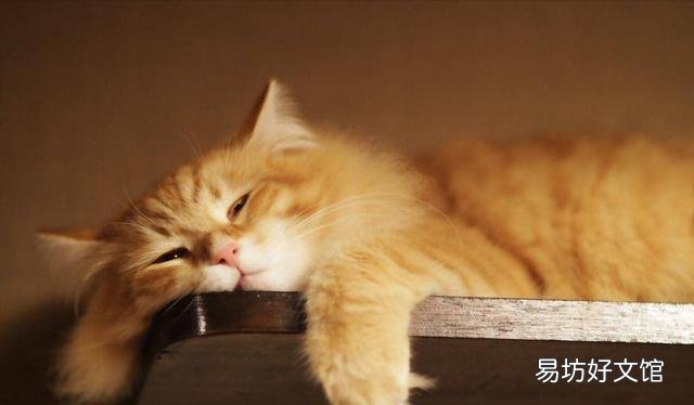 猫得狂犬病的症状(猫得狂犬病能活多久)