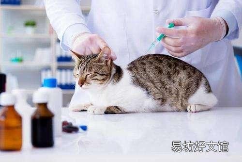 猫得狂犬病的症状(猫得狂犬病能活多久)