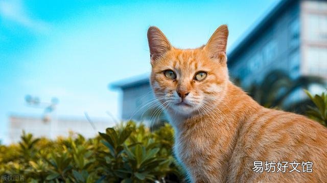流浪猫吃什么(流浪猫吃什么食物)