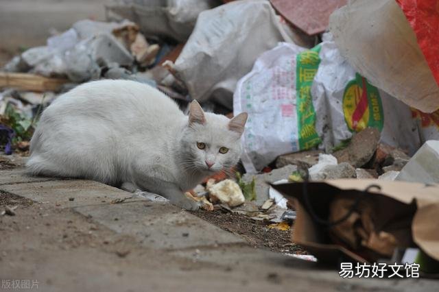 流浪猫吃什么(流浪猫吃什么食物)
